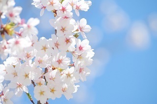 桜jpg.jpg
